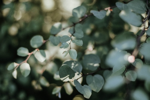 Cherry Web